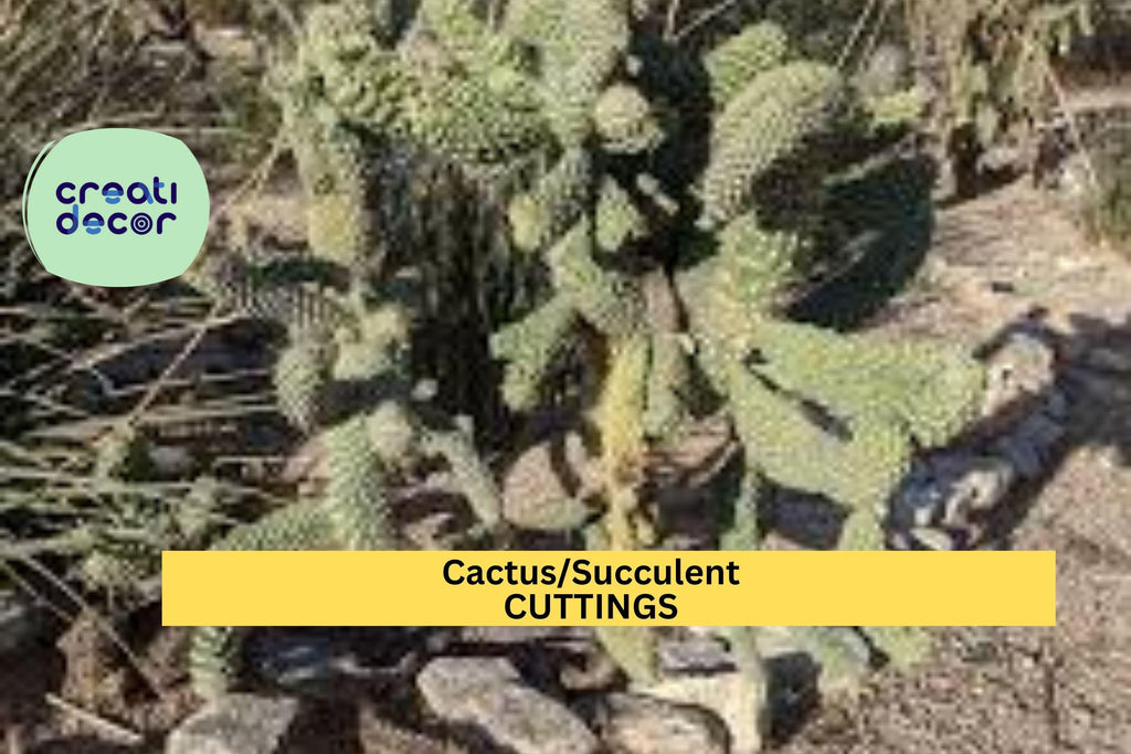 1 Assorted Succulent or Cactus Cutting | Unrooted Starter | Easy to Propagate | Indoor or Outdoor Plant | Variety May Vary