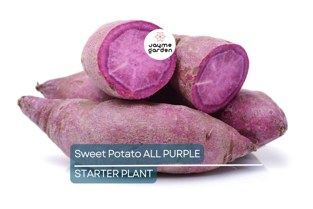 5 Pounds All Purple Sweet Potato - Organic, Ready to Grow - Japanese Variety, Fast-Growing, Hardy, and Nutritious