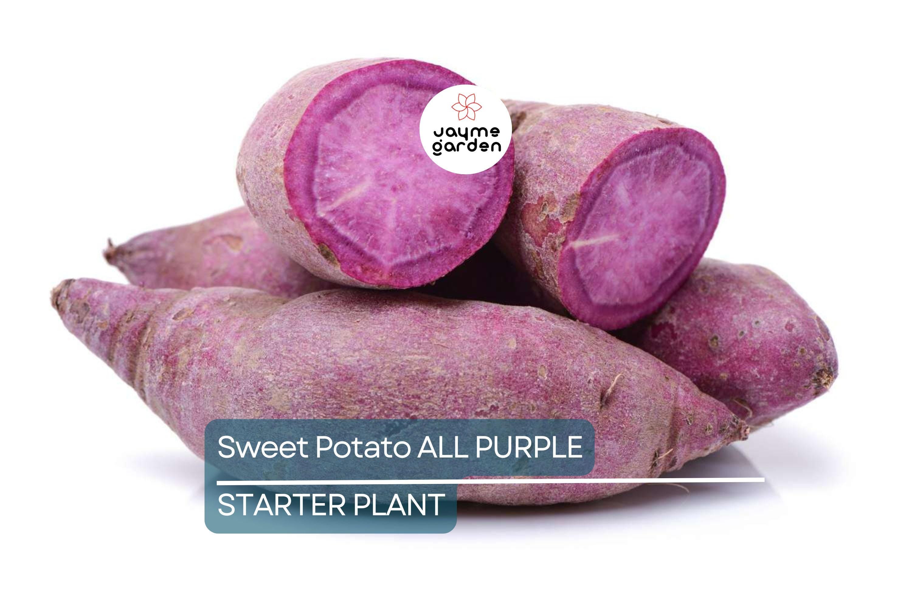 5 Pounds All Purple Sweet Potato - Organic, Ready to Grow - Japanese Variety, Fast-Growing, Hardy, and Nutritious