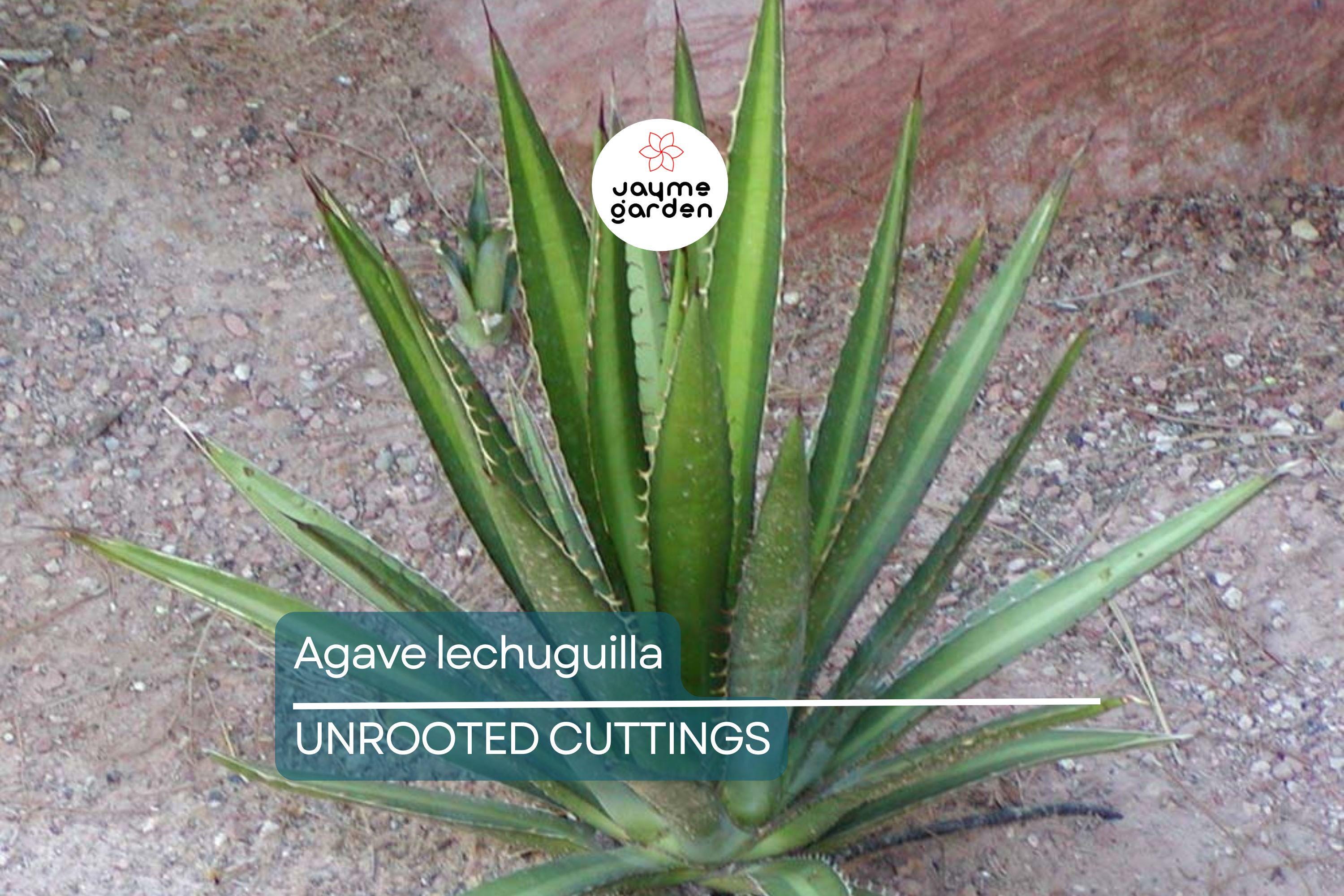 Agave lechuguilla 10 Leaf Cutting – Rare Desert Succulent Starter Plant