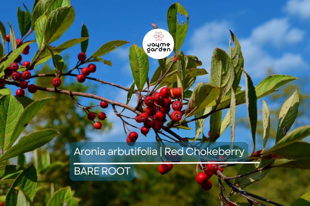 Aronia arbutifolia (Red Chokeberry) | 2 Bare-Root Shrubs | Pollinator-Friendly | Fall Color & Edible Berries | Wet Soil Tolerant