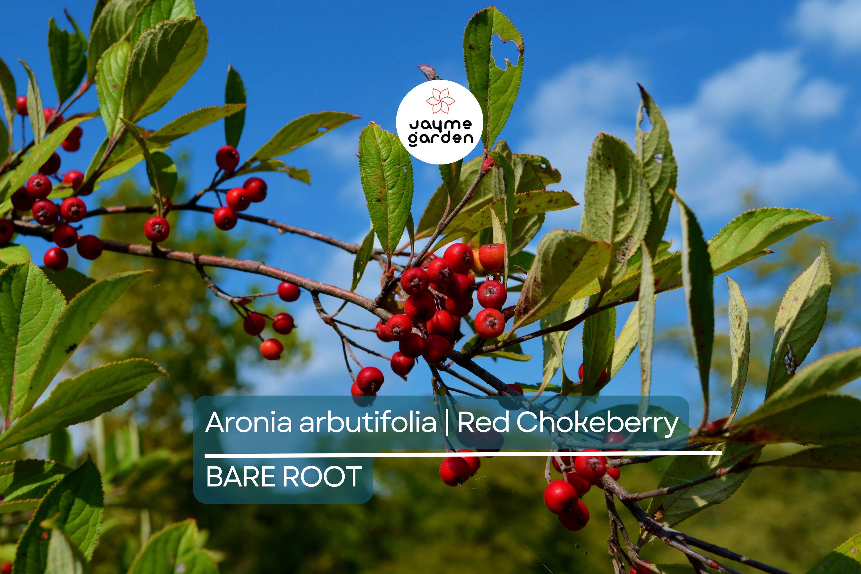 Aronia arbutifolia (Red Chokeberry) | 2 Bare-Root Shrubs | Pollinator-Friendly | Fall Color & Edible Berries | Wet Soil Tolerant