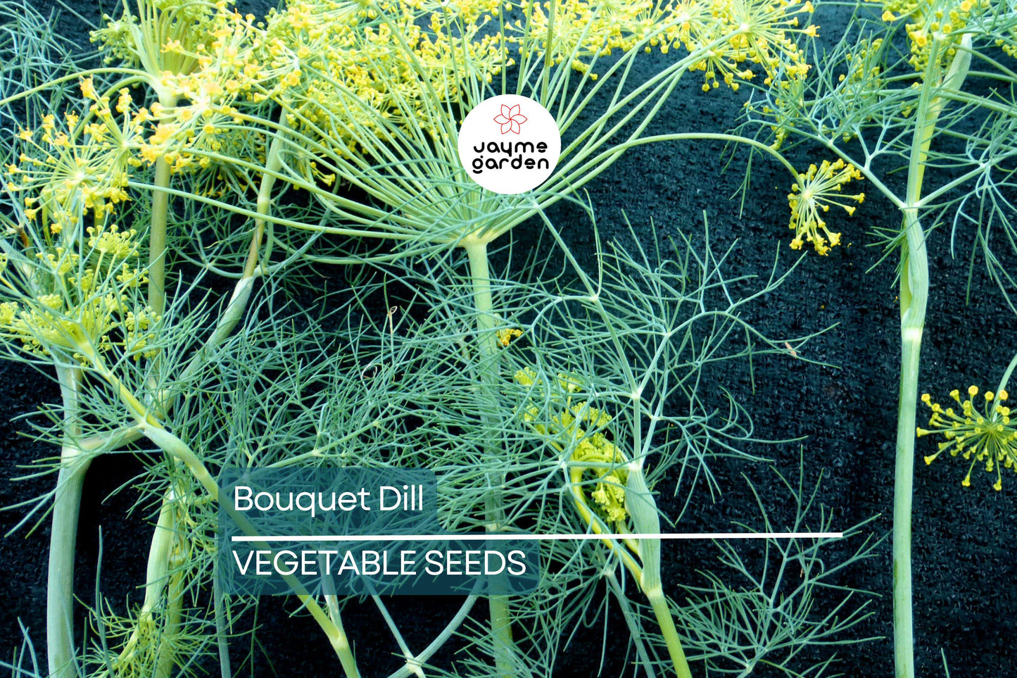 4,000 Bouquet Dill Seeds – Non-GMO Heirloom, Fast-Growing Culinary Herb, USA Seller, Free Shipping