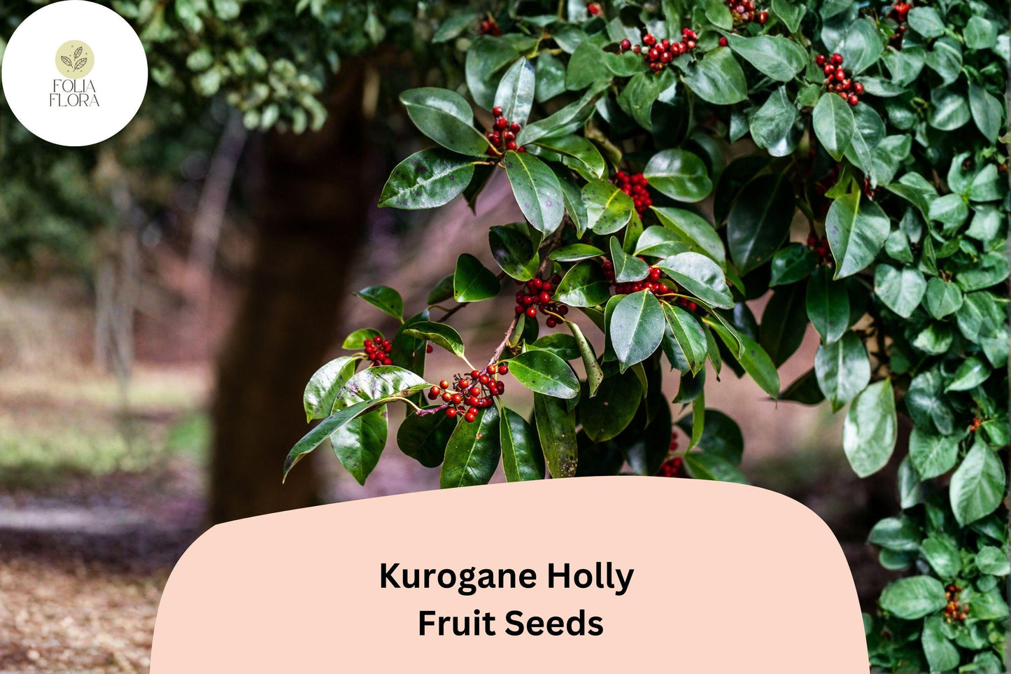Kurogane Holly Seeds 25 | Ilex rotunda Evergreen Round Leaf Holly Tree Seeds for Garden Planting