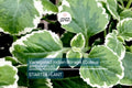 Variegated Indian Borage (Coleus amboinicus) Starter Plant | Tropical Herb 1′-2′ Tall Aromatic Foliage | Easy Care
