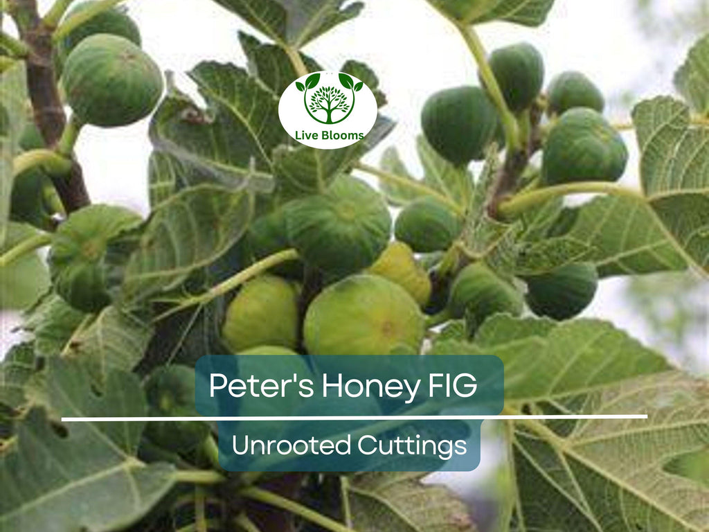2 Peter's Honey Fig Cuttings/Scions 6" or Longer, 3+ Nodes, Fresh Cut - Ficus carica, Sweet Honey Fig