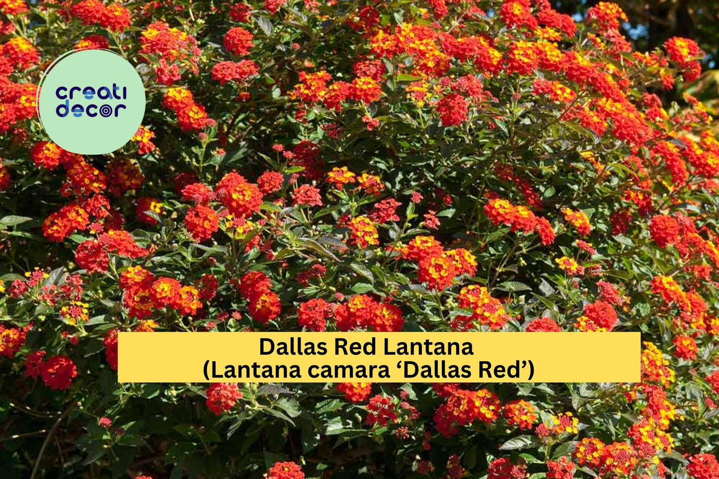 Dallas Red Lantana Plant | Lantana camara ‘Dallas Red’ | 1 Gallon Fully Rooted Live Perennial Flowering Shrub