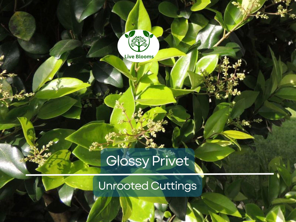 20 Ligustrum Glossy Privet Unrooted Cuttings 8" Evergreen Privacy Hedge Waxleaf, Fast Growing, Dense Shrub for Fencing, Landscape Planting