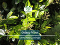 20 Ligustrum Glossy Privet Unrooted Cuttings 8" Evergreen Privacy Hedge Waxleaf, Fast Growing, Dense Shrub for Fencing, Landscape Planting