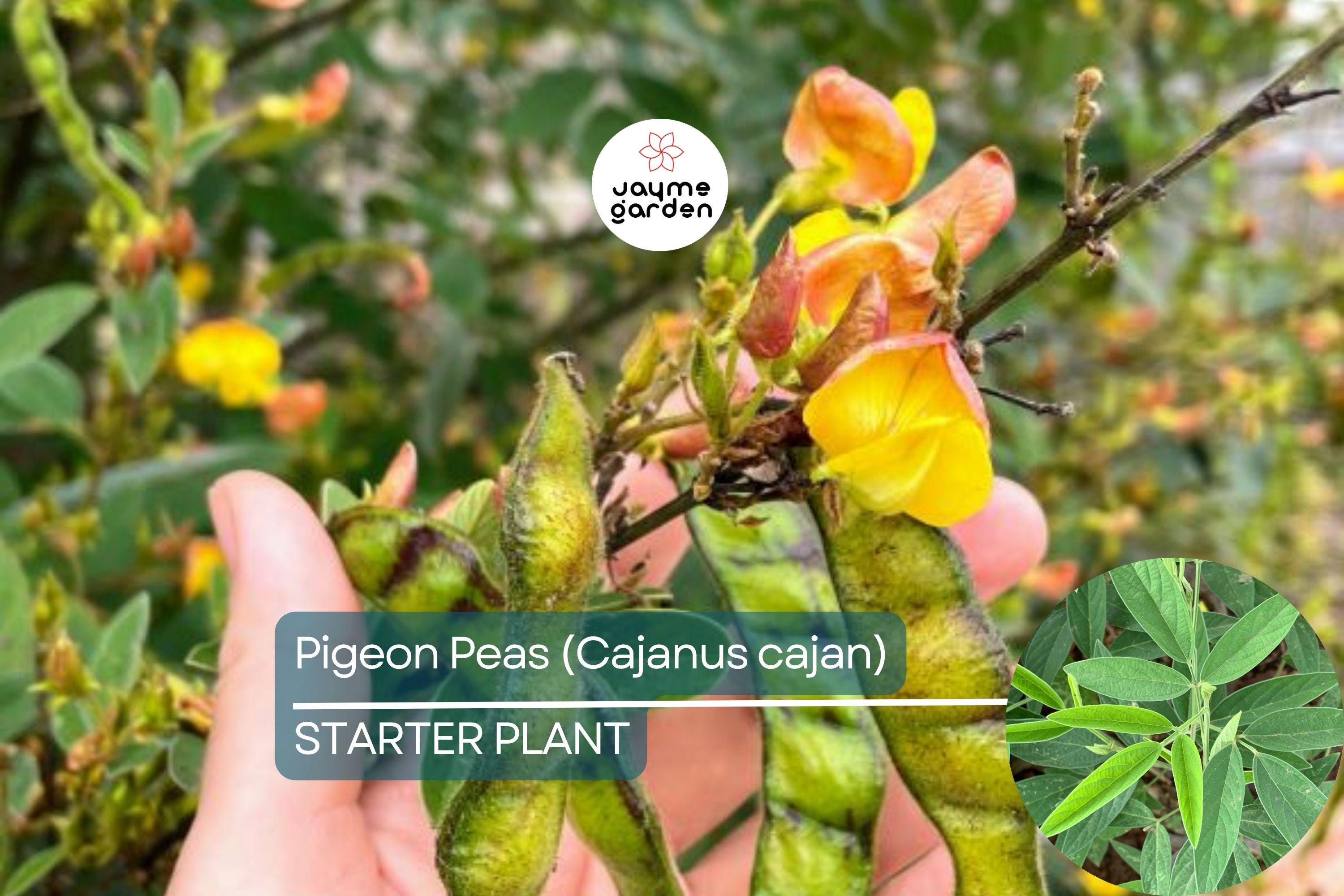 Pigeon Pea Starter Plant - Cajanus cajan 12”-24” | Tropical, Nutritious Legume for Garden