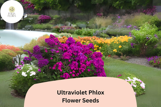 100+ Ultraviolet Phlox Seeds – Vibrant Purple Blooms for Summer Gardens & Pollinator Beds