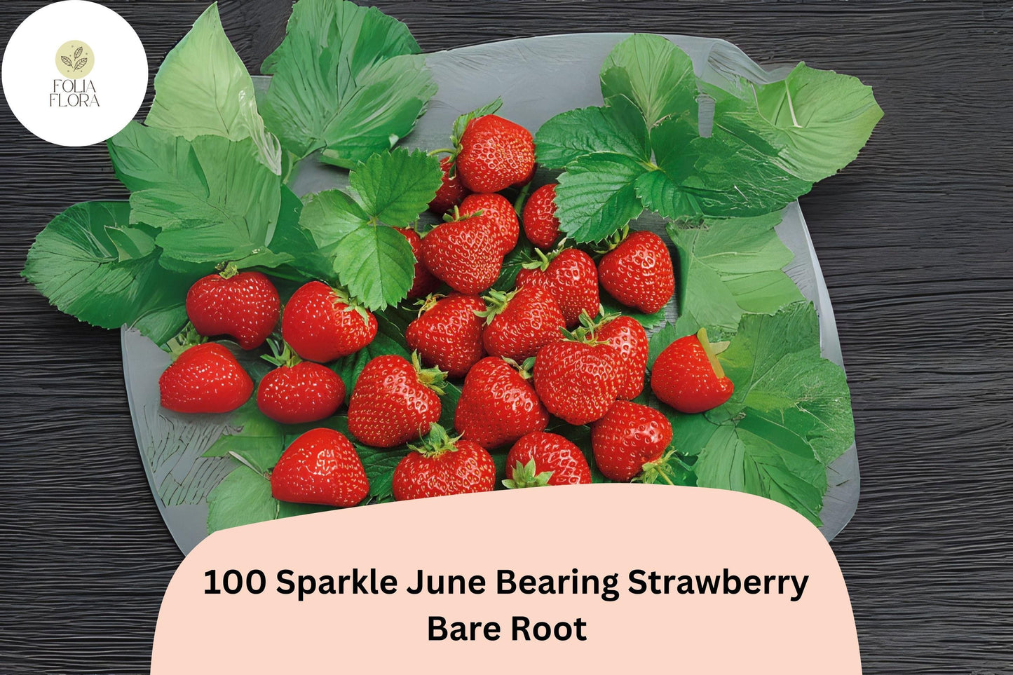 100 Sparkle Strawberry Plants | Live Bare Root June-Bearing | NON-GMO Fragaria × ananassa Garden Fruit