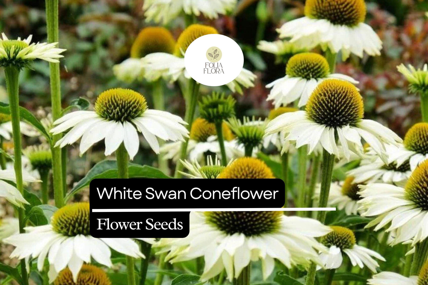 White Swan Coneflower Seeds (Echinacea purpurea 'White Swan') | 25-500 Seeds – Elegant White Blooms for Gardens
