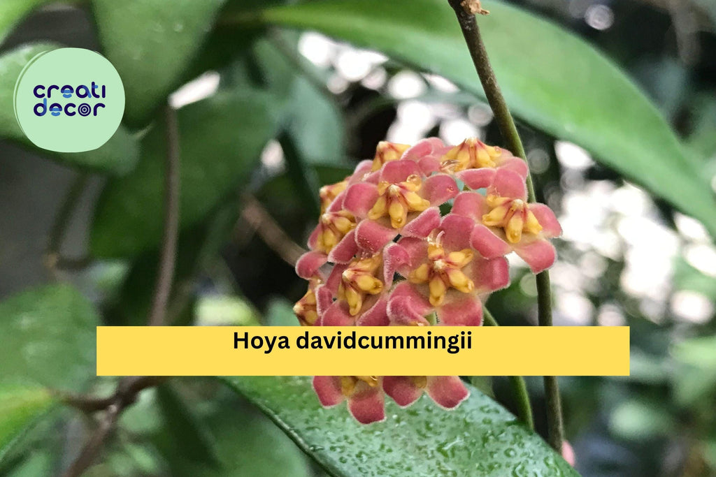 Hoya davidcummingii – Live Wax Plant, Fully Rooted & Healthy in 3.5" Pot, Rare Tropical Vine with Pink Clusters, Easy Indoor Houseplant