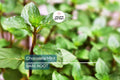 1 Chocolate Mint Live Starter Plant | Organic Homegrown Herb for Tea, Cooking, Oils & Aromatherapy | Fast Growing