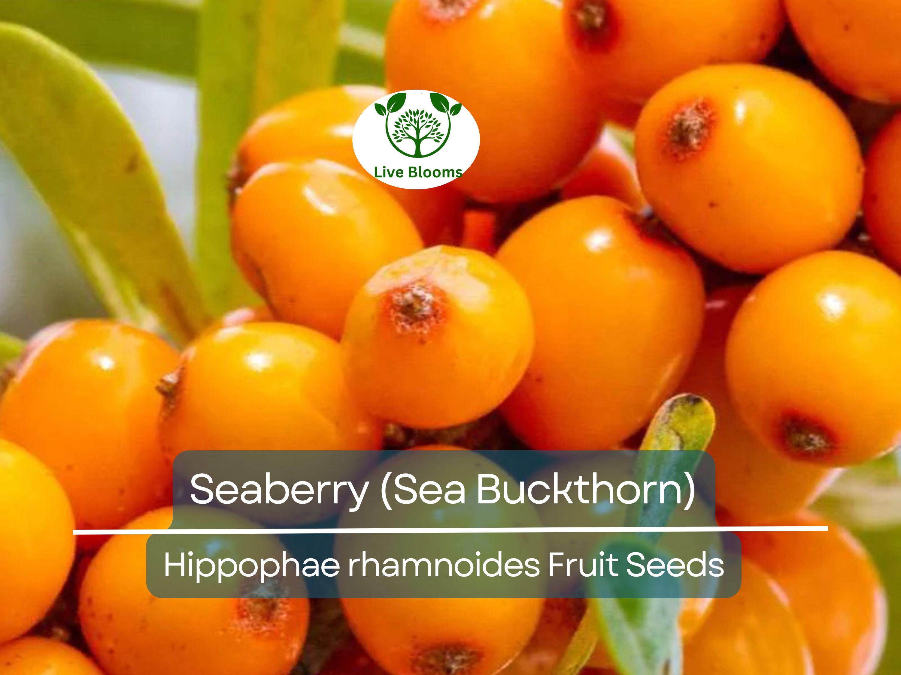 50 Seaberry Seeds - Sea Buckthorn (Hippophae rhamnoides), Edible Berry Fruit, High Yield, Organic, Nutrient-Rich, for Garden Planting