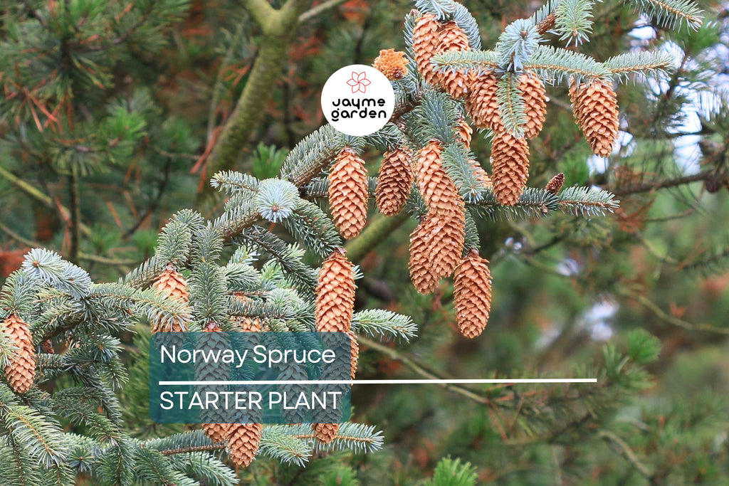 Norway Spruce Tree – Live Bare Root Plant, 12-18” Starter, Picea abies, Cold-Hardy Evergreen for Landscaping & Windbreaks