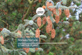 Norway Spruce Tree – Live Bare Root Plant, 12-18” Starter, Picea abies, Cold-Hardy Evergreen for Landscaping & Windbreaks