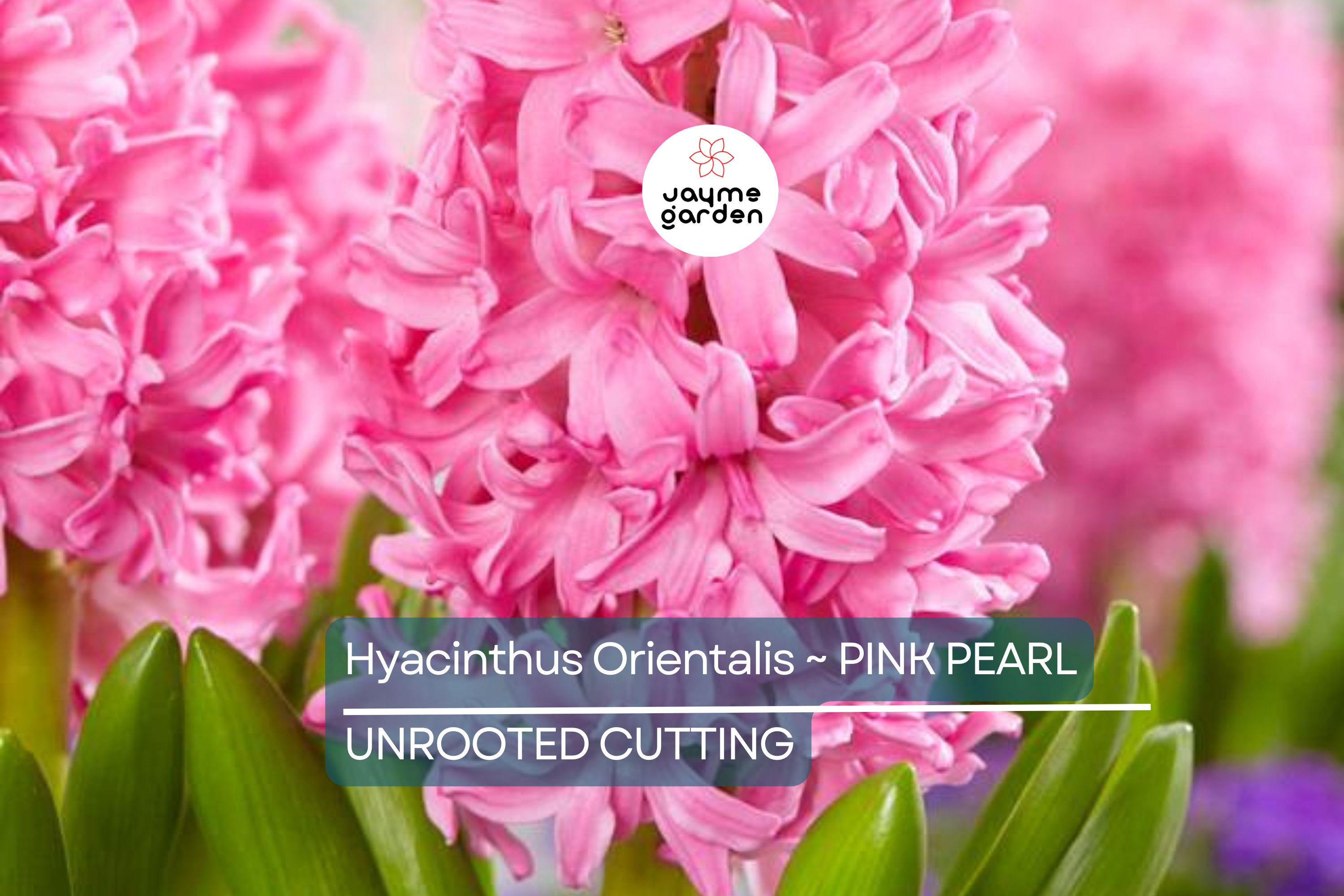 Hyacinth Pink Pearl Bulbs - 2 Fragrant Fuchsia-Purple Blooms, Award-Winning, Perfect for Gardens & Containers, USDA Zones 4-8