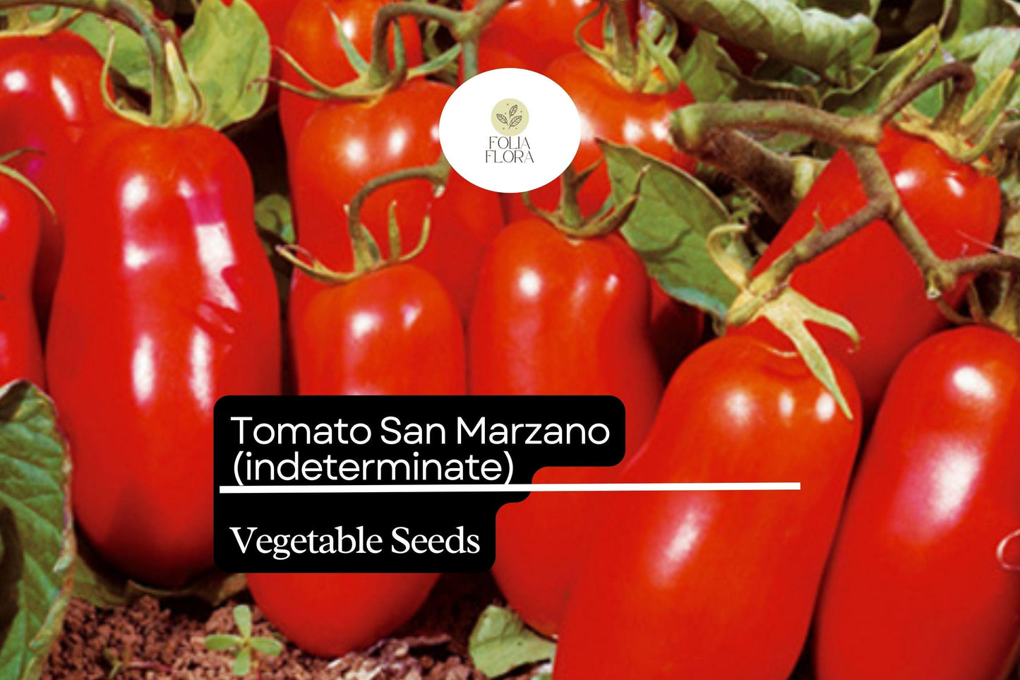 30 Seeds San Marzano Short Vine Tomato, Lycopersicon Esculentum, Indeterminate Heirloom Variety