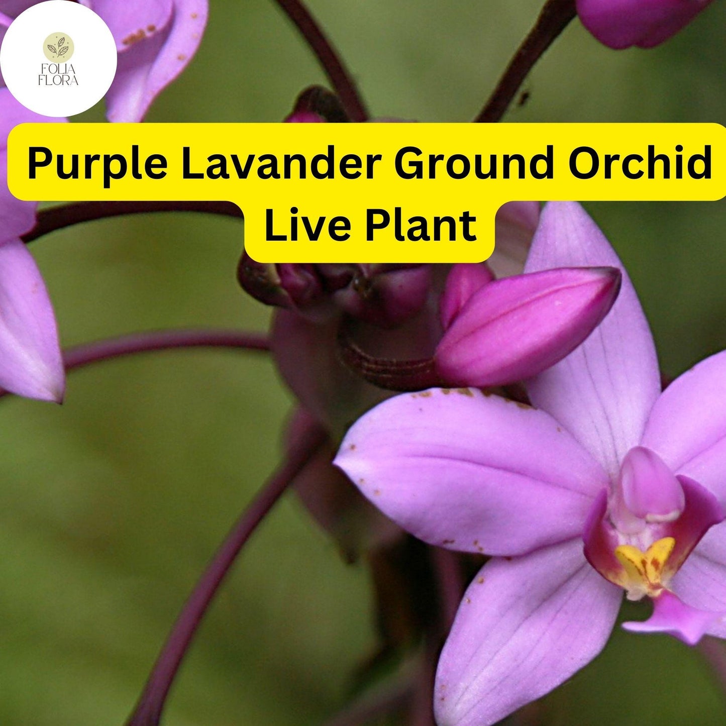 1 Spathoglottis plicata – Purple Lavender Ground Orchid Live Plant in 4” Pot – Tropical Perennial Orchid