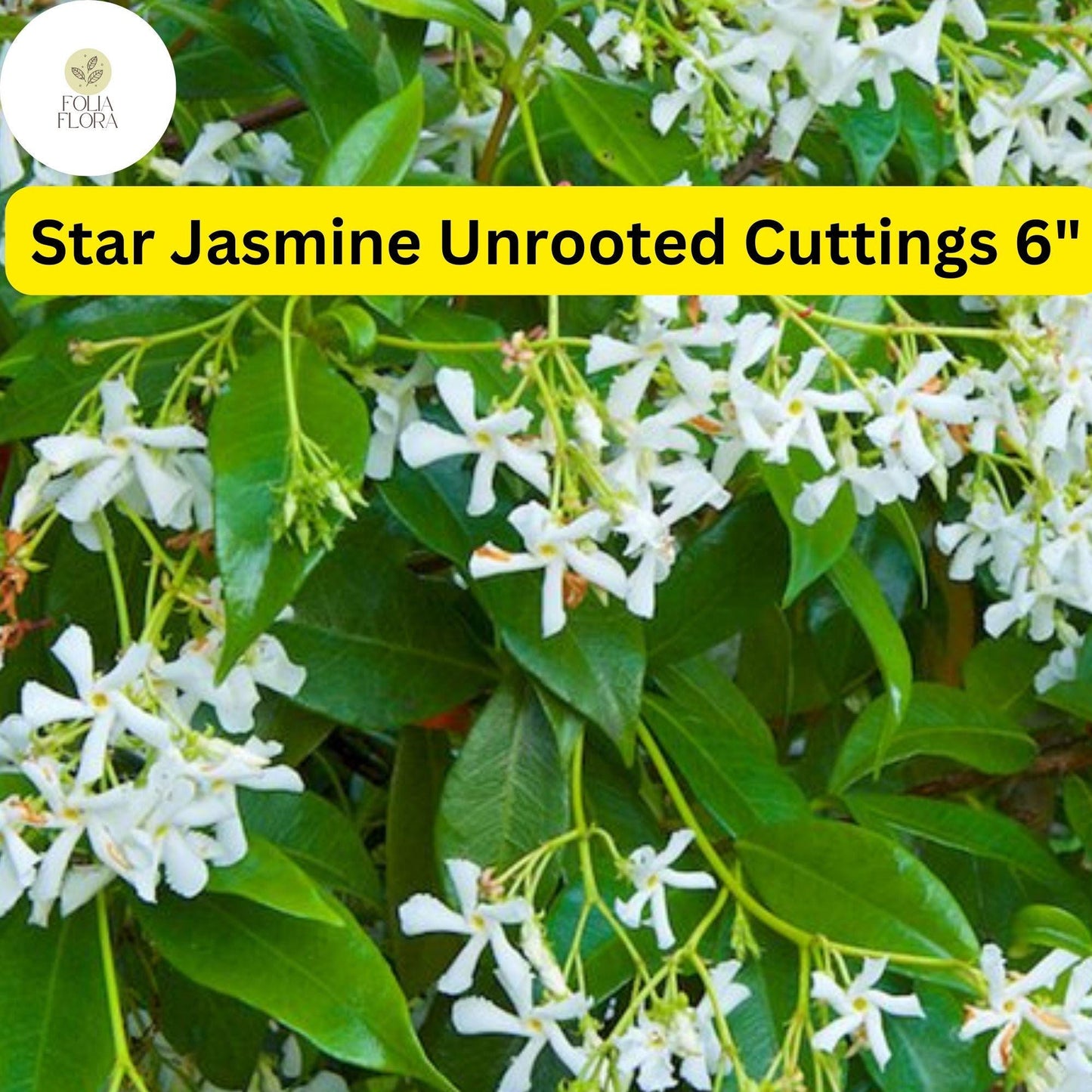 Trachelospermum Jasminoides | Star Jasmine | 7 Live 6” Unrooted Cuttings | Fragrant Vine, Evergreen, Fast-Growing, Flowering Plant