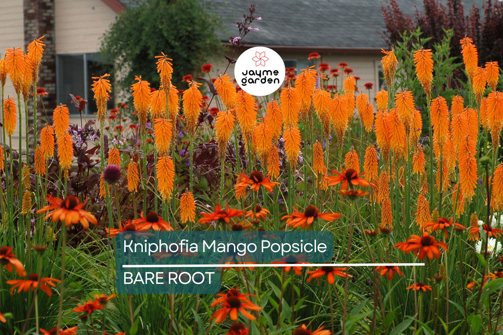 Kniphofia ‘Mango Popsicle’ – 1 Bare Root Hot Poker Plant, Perennial, Drought-Tolerant, Orange Blooms