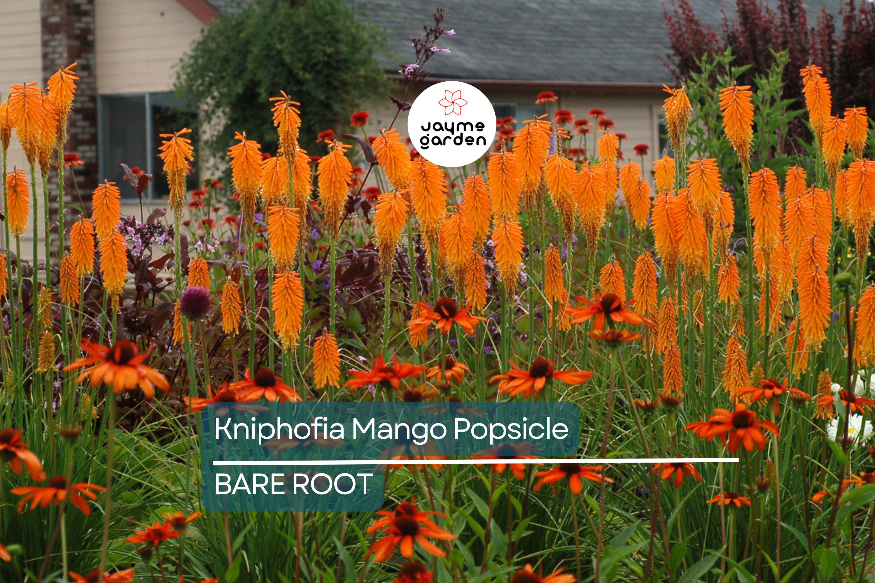 Kniphofia ‘Mango Popsicle’ – 1 Bare Root Hot Poker Plant, Perennial, Drought-Tolerant, Orange Blooms