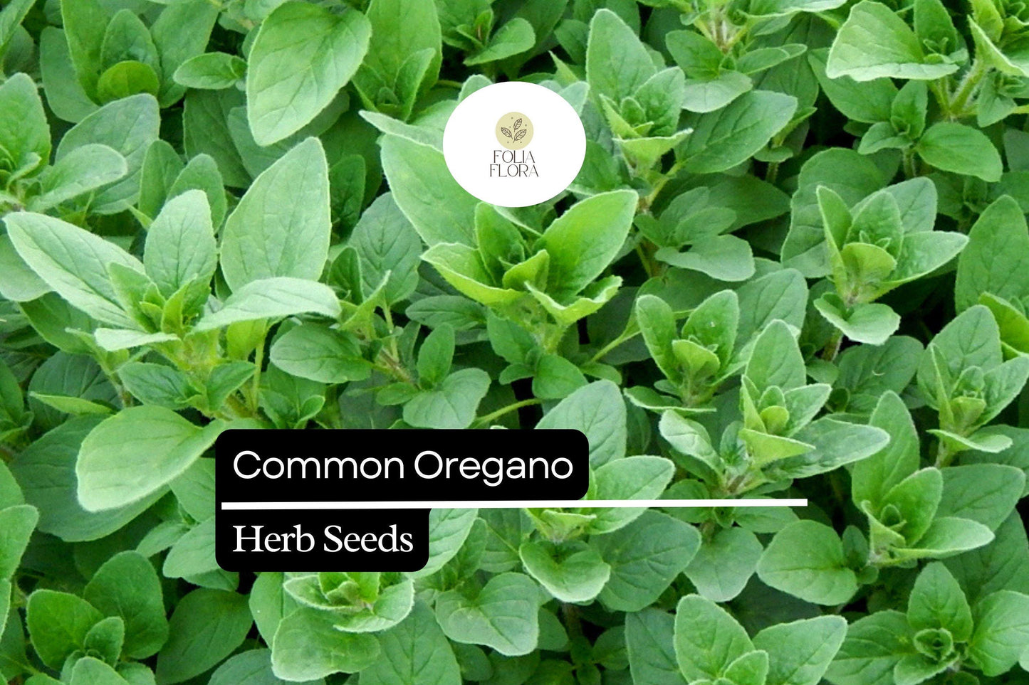 300 Seeds Common Oregano, Origanum Vulgare, Aromatic Culinary Herb for Mediterranean Dishes and Gardens
