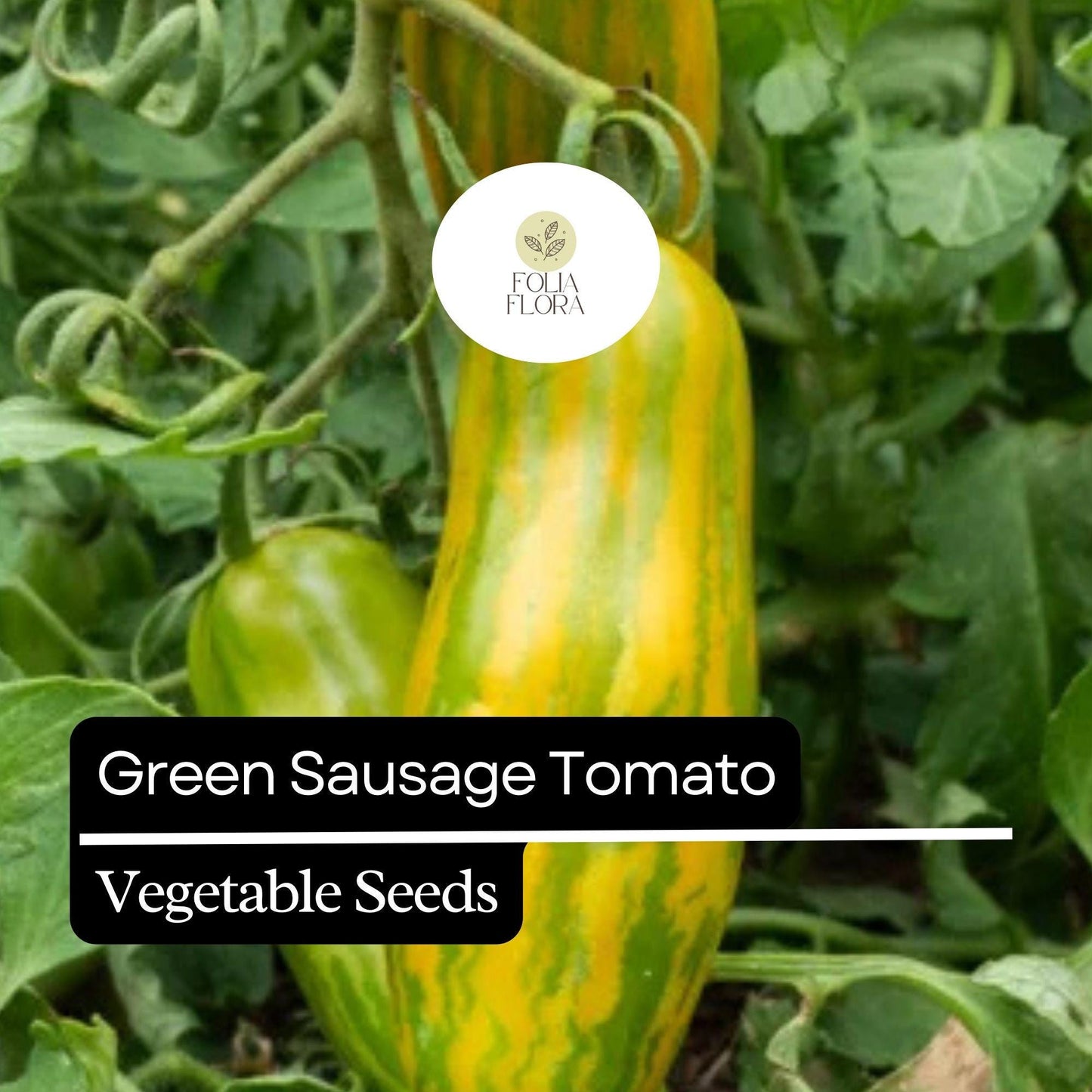 30 Green Sausage Tomato Seeds – Heirloom, Unique Green-Yellow Striped, Sweet & Tangy Flavor
