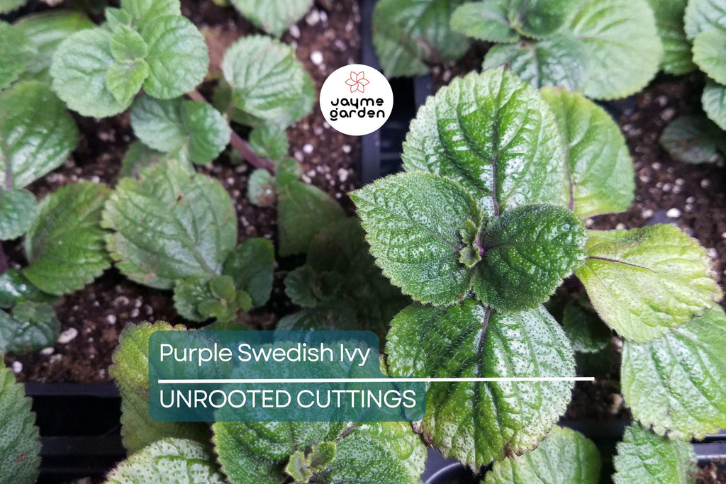 Purple Swedish Ivy Cuttings (4) - Millionaria/Planta del Dinero Morada - 4-6" Easy, Fast-Growing Indoor/Porch Plant