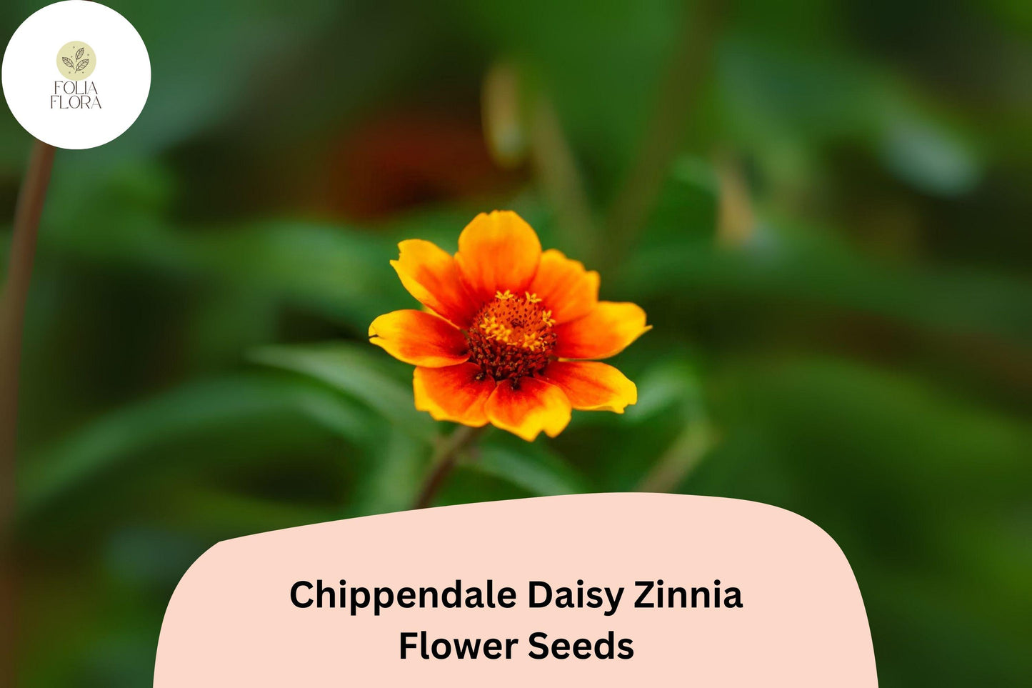 100+ Chippendale Daisy Zinnia Seeds – Classic Daisy-Like Blooms for Summer Gardens & Borders