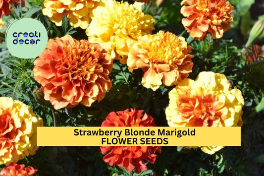 25+ Strawberry Blonde Marigold Seeds – Unique Pink-Orange Blooms for Garden Planting, Compact Annuals for Beds & Borders – USA