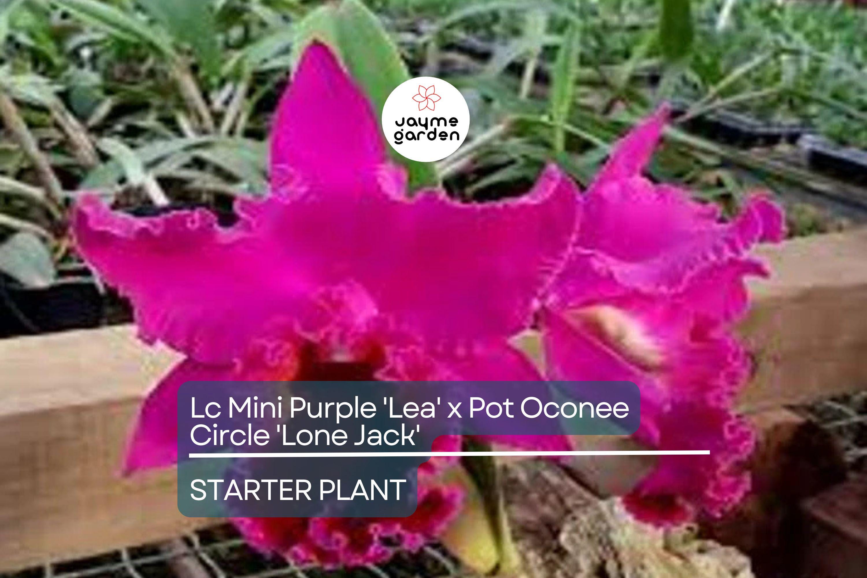 Lc Mini Purple 'Lea' x Pot Oconee Circle 'Lone Jack' Orchid | Live Starter Plant | Tropical Purple Blooms | Potted 3-Inch