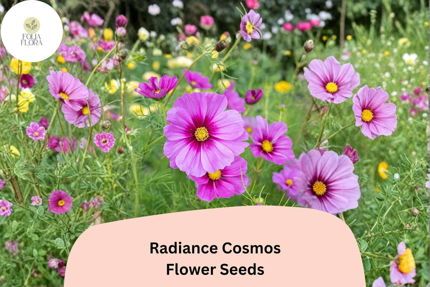 200+ Radiance Cosmos Seeds | Cosmos Bipinnatus Pink Magenta Blooms | Annual Garden Flower Seeds for Planting
