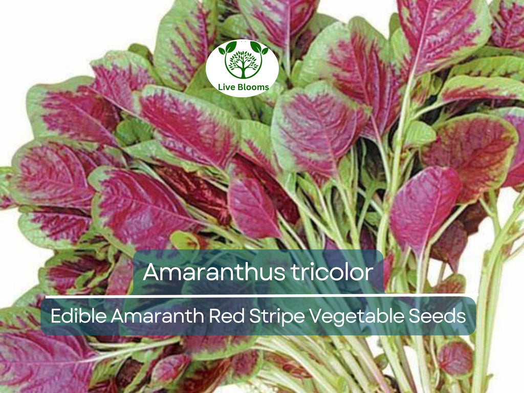500 Edible Amaranth Red Stripe Leaf Seeds - Amaranthus tricolor Red Beauty Tricolor | Vibrant, Nutritious Leafy Green for Planting