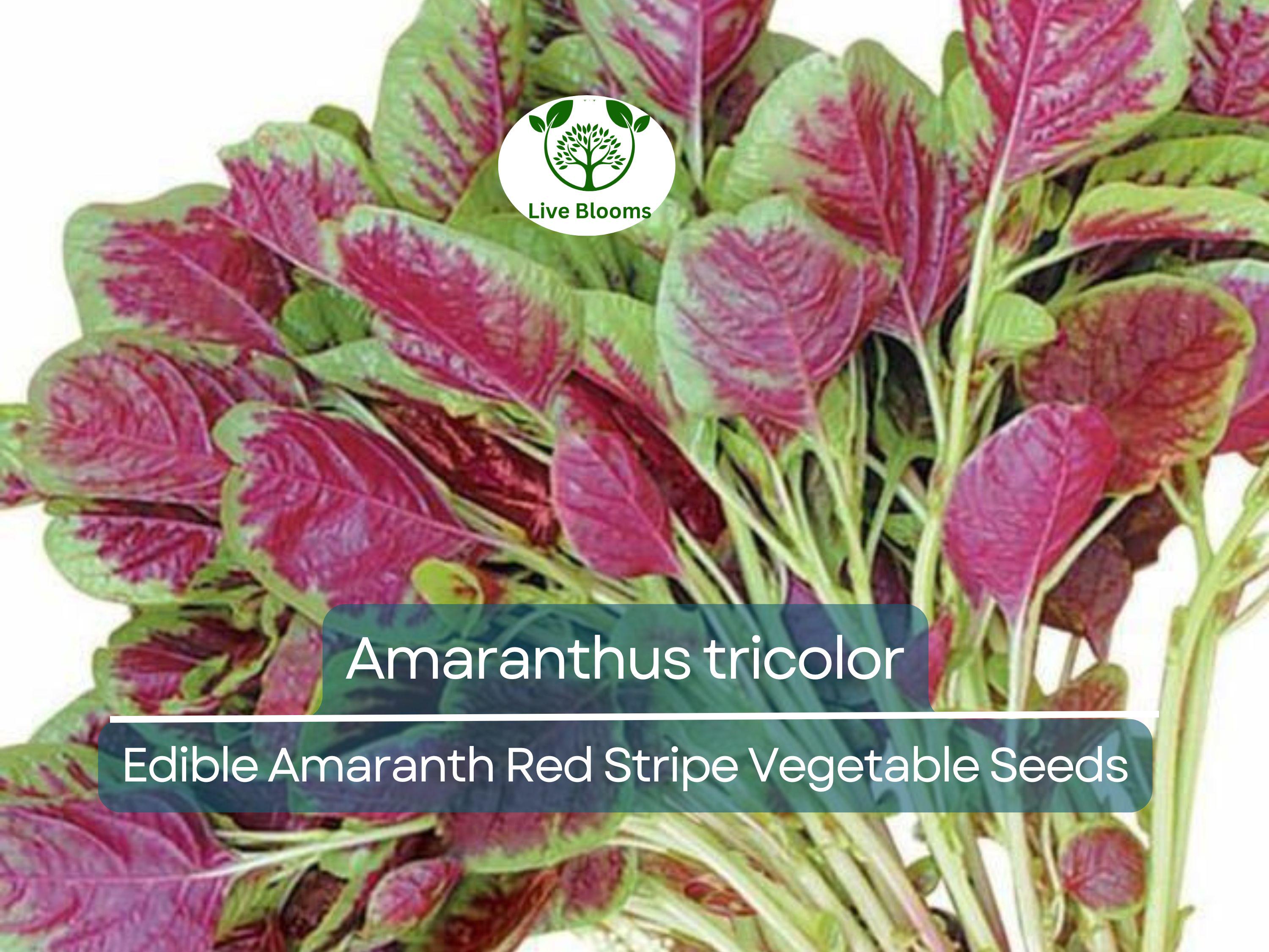 500 Edible Amaranth Red Stripe Leaf Seeds - Amaranthus tricolor Red Beauty Tricolor | Vibrant, Nutritious Leafy Green for Planting