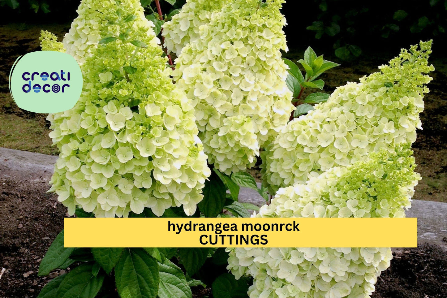 5 Moonrock Hydrangea Rooted Cuttings | 6–9" Panicle Shrub | Full Sun Hardy Blooms | White-Green Flowers | Good Quality Plants
