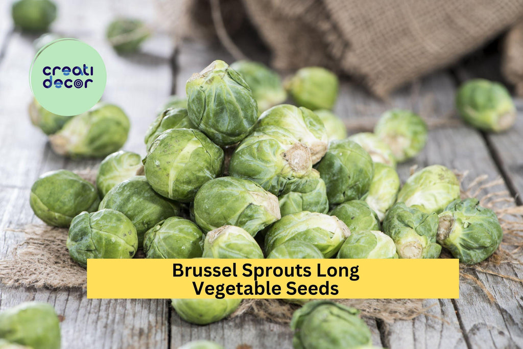 3pcs x 1g Brussels Sprouts Long Island Seeds – Compact Heirloom for Raised Beds, Garden Rows, or Fall Planting Seeds for Planting