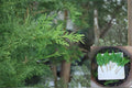 Leyland Cypress 40 Cuttings 6-8" (Cupressus × leylandii) Privacy Screen Tree