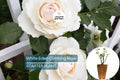 White Eden Climbing Rose – 1.5 Gal Pot | 100+ Petals | Creamy White Blush Flowers | Own Root | Hardy Zones 5-9 | 12’ Tall | Repeat Bloomer