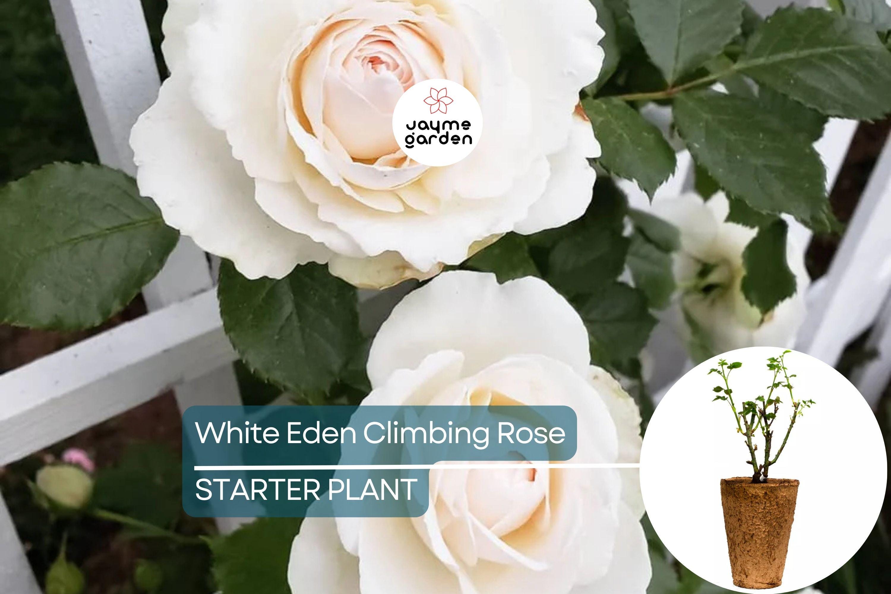 White Eden Climbing Rose – 1.5 Gal Pot | 100+ Petals | Creamy White Blush Flowers | Own Root | Hardy Zones 5-9 | 12’ Tall | Repeat Bloomer