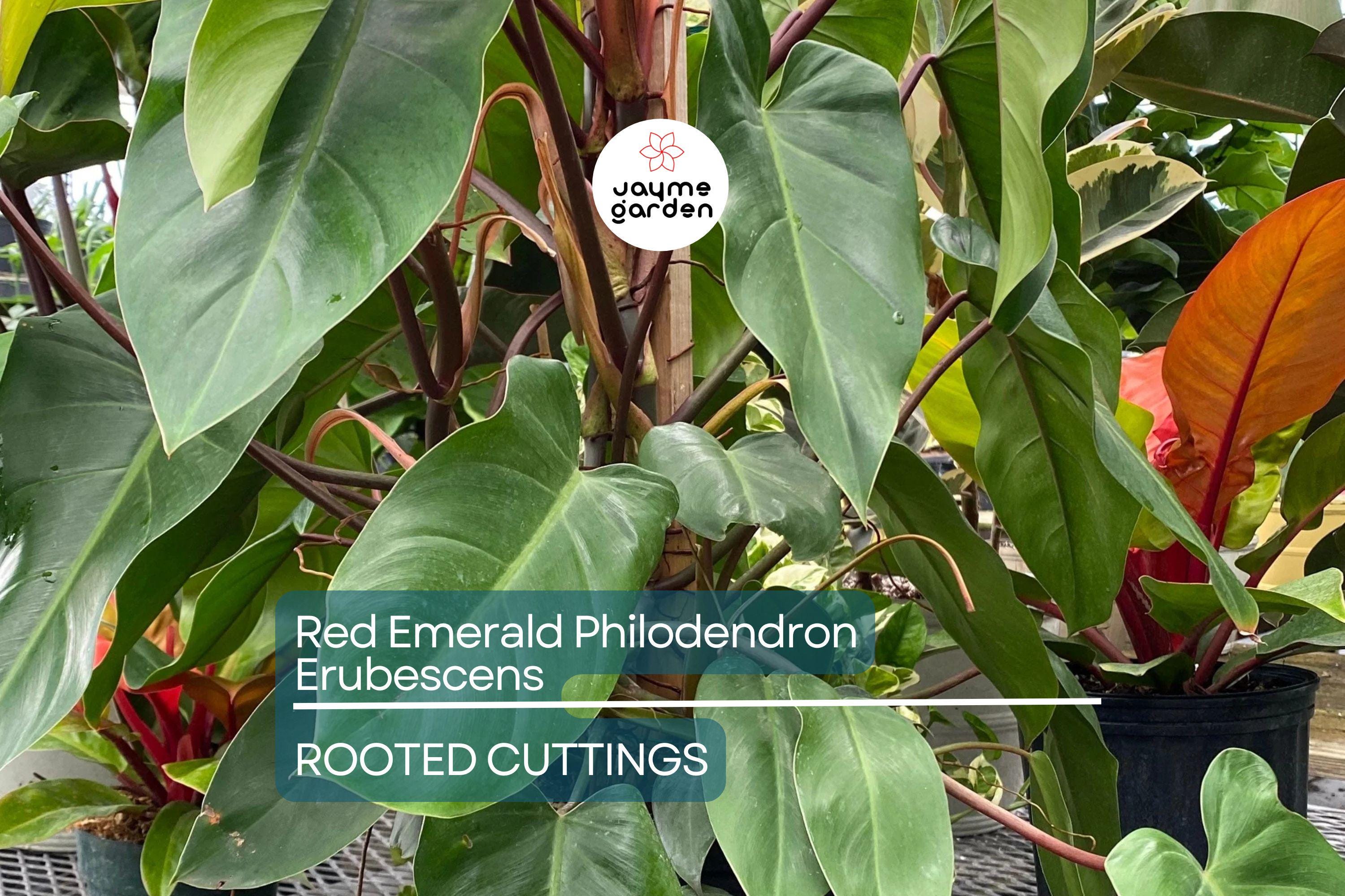 Red Emerald Philodendron Erubescens 17" Tall Climbing Plant, Fully Rooted