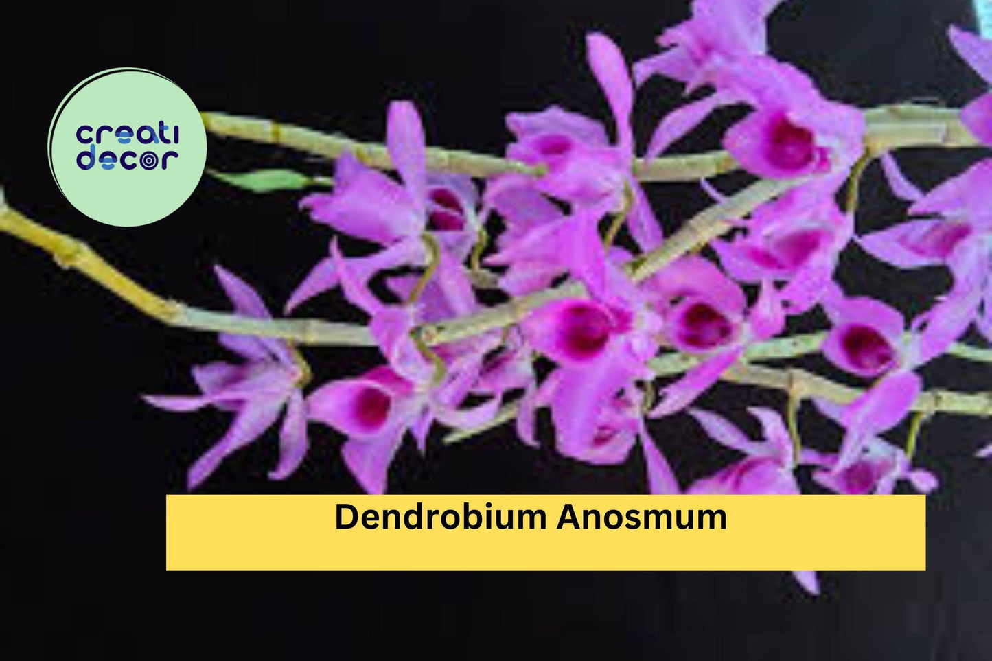 Dendrobium anosmum Orchid | Live Plant Division | Tropical Purple Hono-Hono Orchid for Indoor or Outdoor Growing