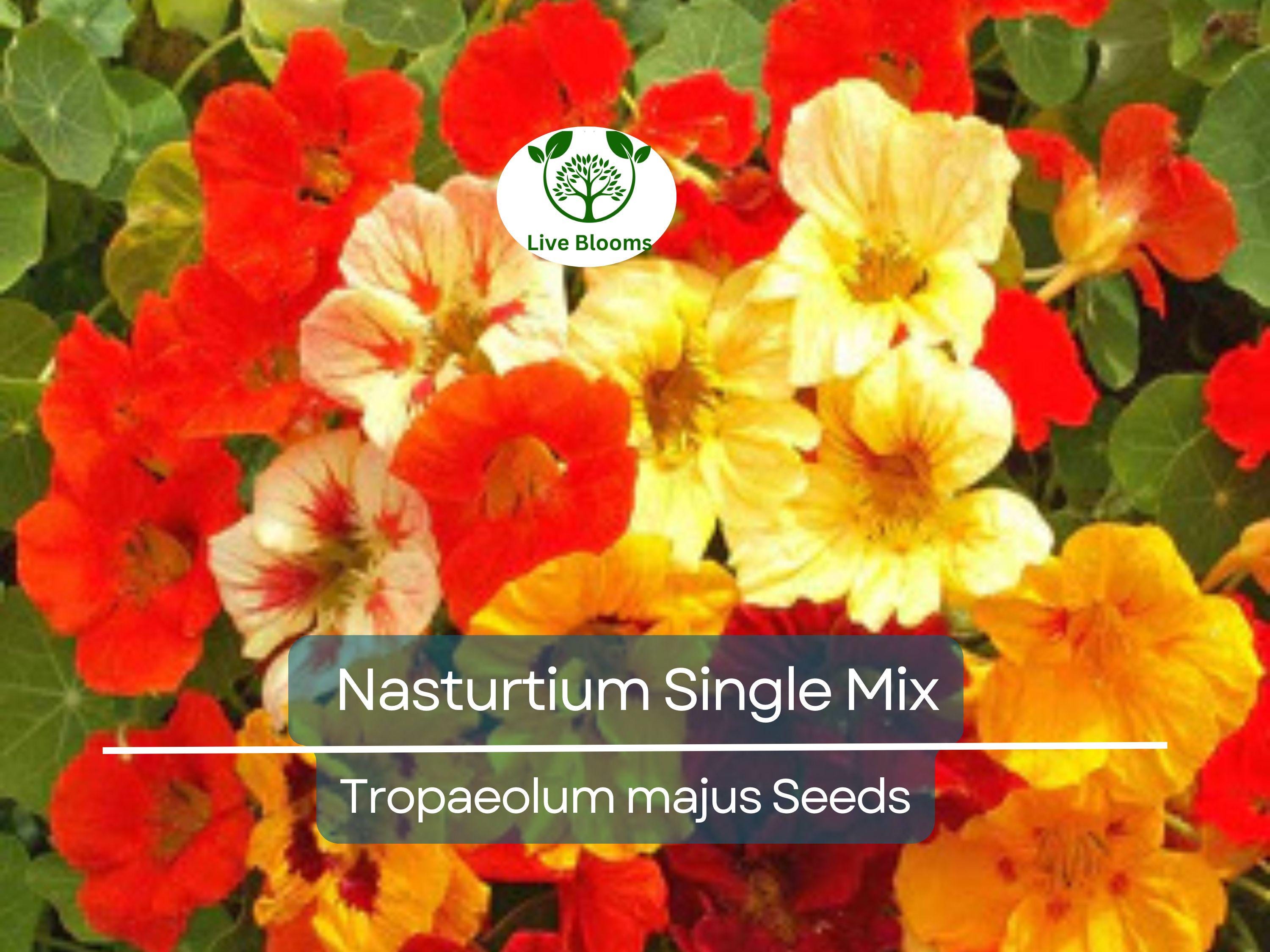 25 Seeds Nasturtium Single Mix Climbing Vine, Red Flowers, Fragrant, Attracts Hummingbirds, Non-GMO, Easy to Grow, for Gardens & Trellises