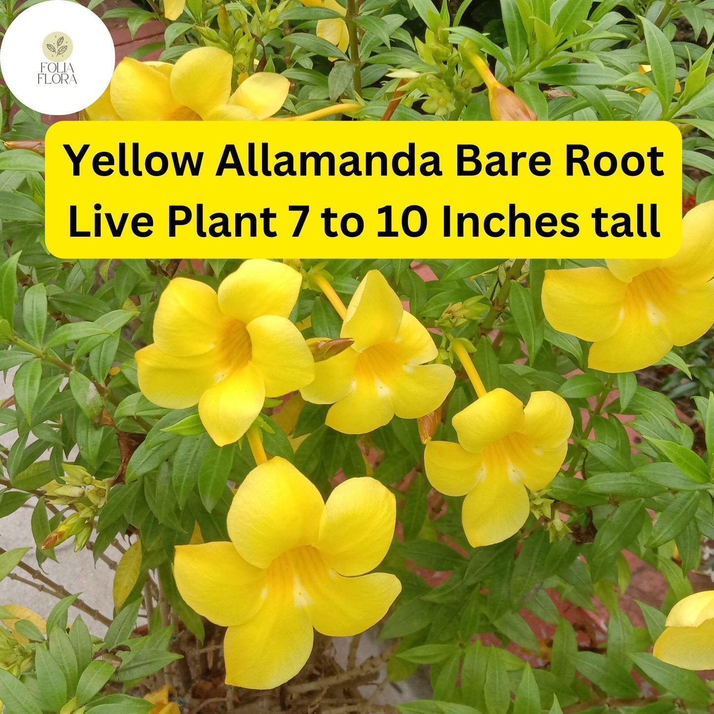 1 Yellow Allamanda - Bare Root Starter Live Plant 7-10” - Perennial Vine, Tropical Yellow Flowers