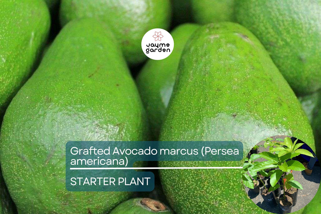 1 Grafted Avocado Marcus (Persea americana) – Live Tropical Fruit Tree 12”-24” Tall, Early Fruiting, Sweet Zapote Fruit