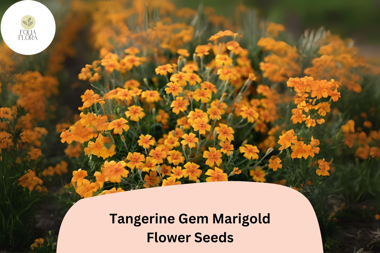 25+ Tangerine Gem Marigold Seeds | Tagetes tenuifolia | Citrus-Scented Edging Flowers | Bright Orange Blooms for Garden Planting