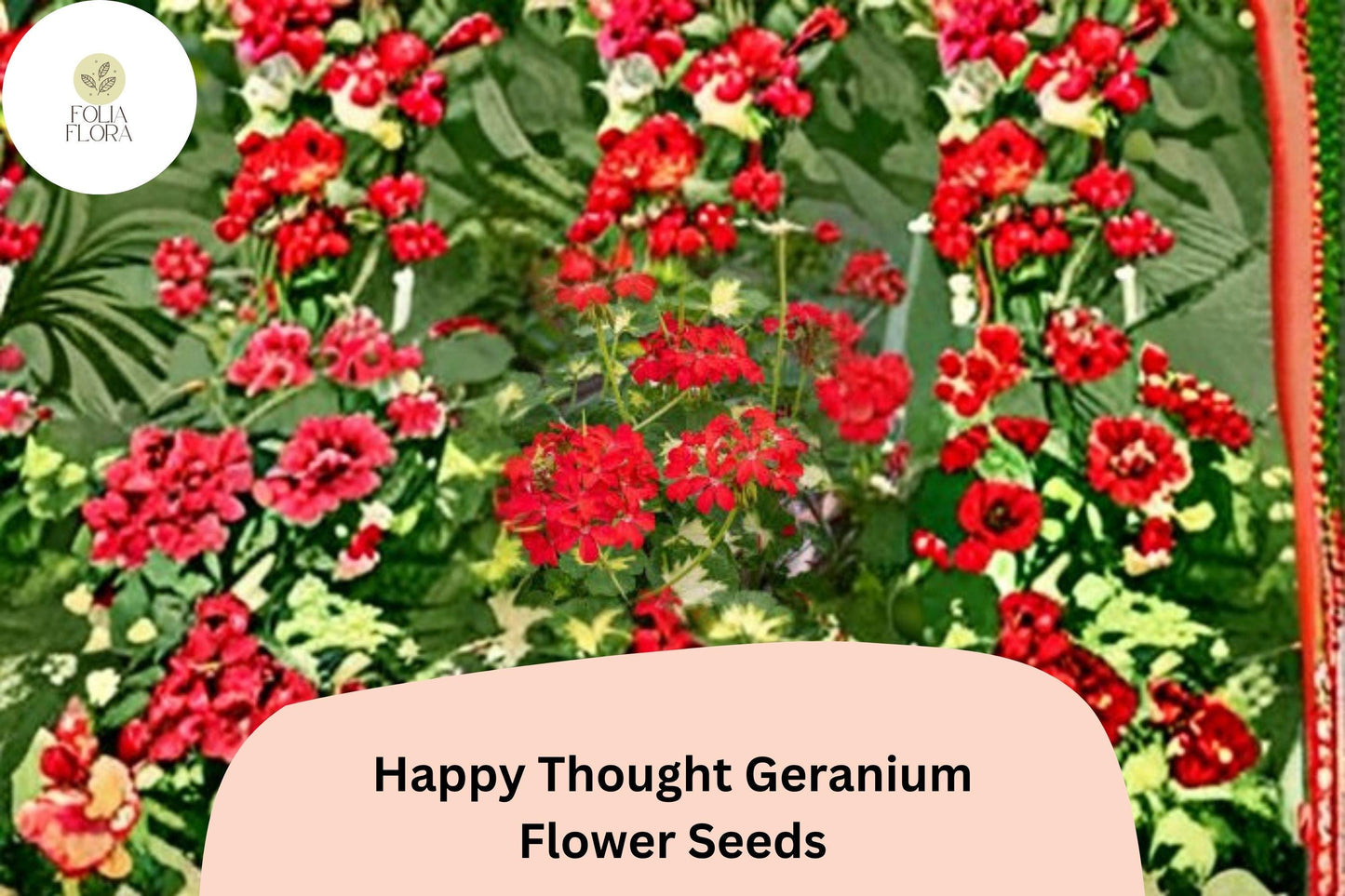 25+ Happy Thought Geranium Seeds | Zonal Pelargonium | Bright Garden Flower Seeds