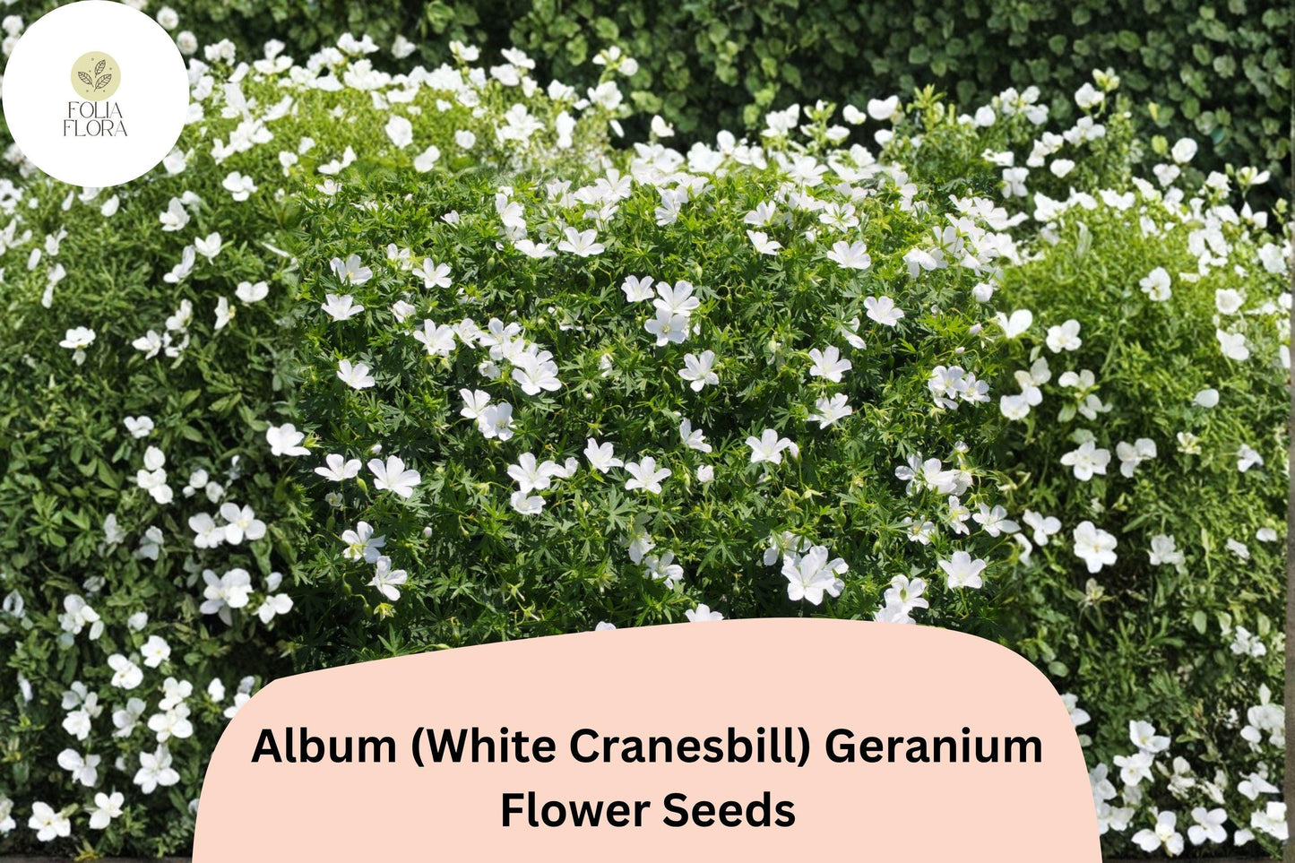 25+ Album White Cranesbill Geranium Seeds | Hardy White Perennial | Geranium sanguineum Seeds for Garden Borders